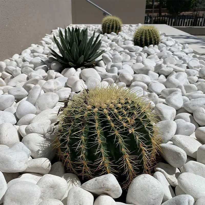 Xerojardinería